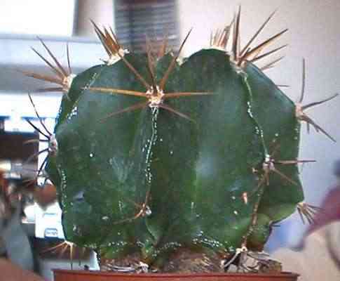 Amica senza nome 2b.jpg